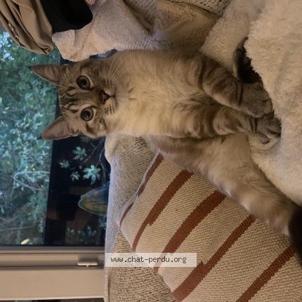 Photo 1/1 Kylo Chat lost in Nantes