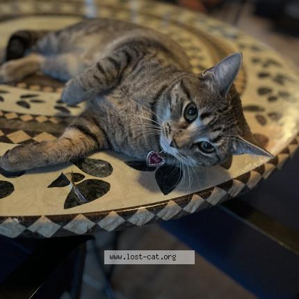 Photo 1/1 Reunited cat Lost in Jonesboro