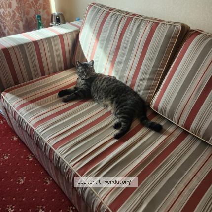 Foto einer verlorenen Katze in Machtum