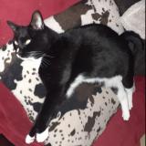 Picture of cat lost at Sarrigne