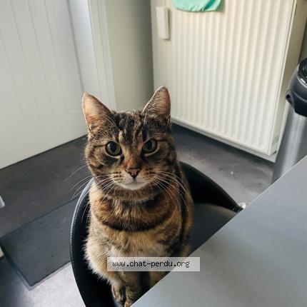 Foto 1/1 Kat teruggevonden Vermist in Pietrain
