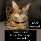 Picture of cat lost at Saint Leonard