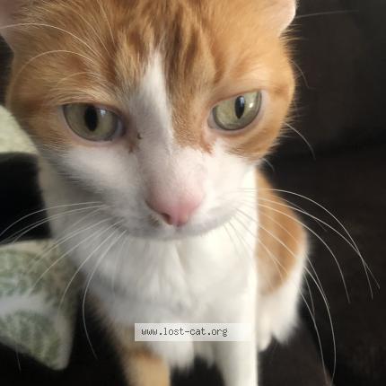 Picture of cat lost at Clinton Township