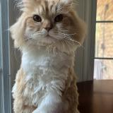 Picture of cat lost at Hamilton