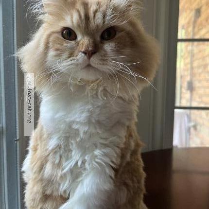 Photo 1/1 Cat reunited Lost in Hamilton