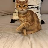 Picture of cat lost at Laval