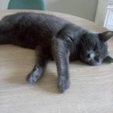 Picture of cat lost at Lille