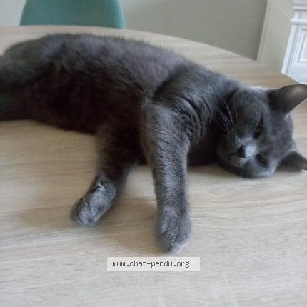 Photo 1/1 Cat reunited Lost in Lille