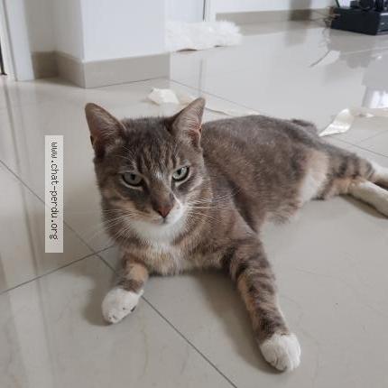 Photo 1/1 Goku Chat lost in Metzervisse