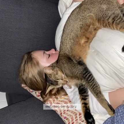Foto einer verlorenen Katze in Coppet