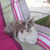 Picture of cat lost at Paris