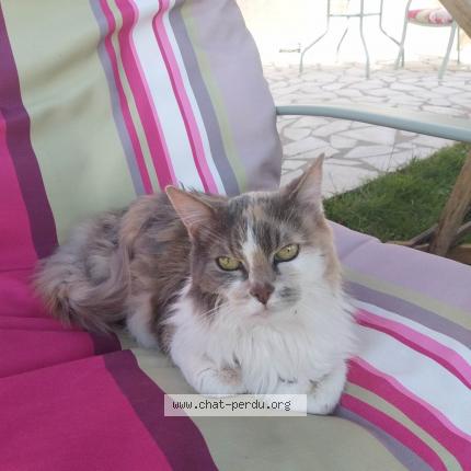 Photo 1/1 Belle Chat lost in Paris