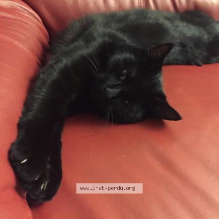 Foto 1/1 Wiedergefundene Katze Verloren in Onnens