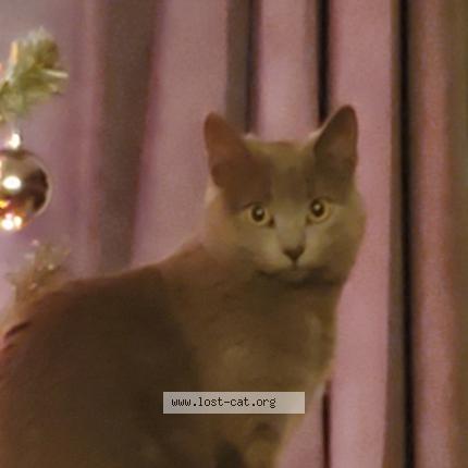 Photo 1/1 Cat reunited Lost in Saskatoon