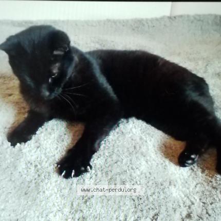 Foto 1/1 Wiedergefundene Katze Verloren in Sprinkange