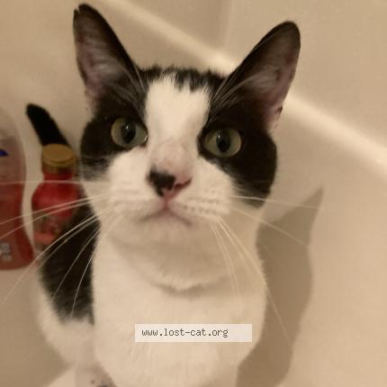 Photo 1/1 Reunited cat Lost in Albuquerque