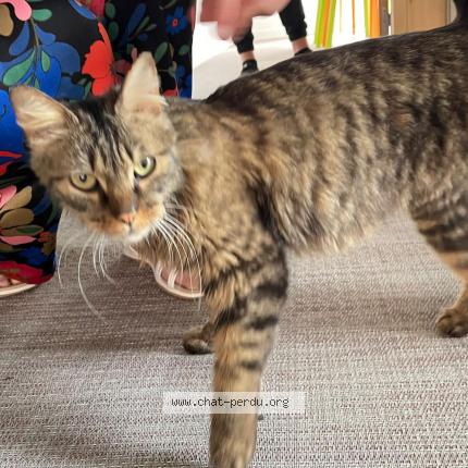 Photo 1/1 Cat reunited Found in Bailly romainvilliers