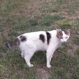 Picture of cat found at Pont Pean