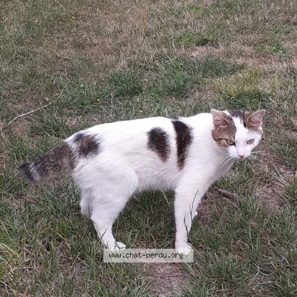 Photo 1/1 Cat reunited Found in Pont pean