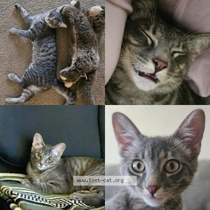 Photo 1/1 Reunited cat Lost in Van Nuys