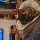 Picture of cat lost at Sherbrooke