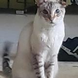 Picture of cat lost at St Hubert