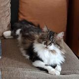 Picture of cat lost at Lattre Saint Quentin