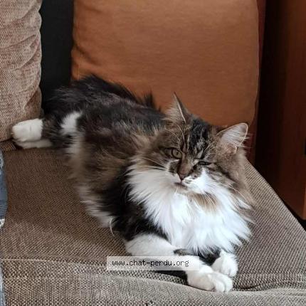 Photo 1/1 Nessie Chat lost in Lattre saint quentin