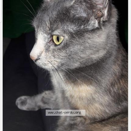 Foto einer verlorenen Katze in Echichens