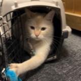 Picture of cat found at Toronto