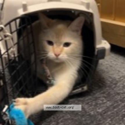 Photo 1/1 Cat reunited Found in Toronto