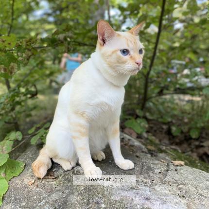 Photo 1/1 Cat reunited Lost in Newmarket