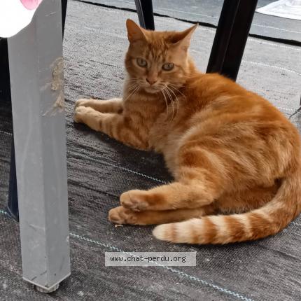 Foto 1/1 Kat teruggevonden Gevonden in Loyers