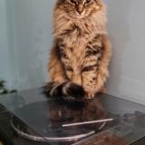 Picture of cat lost at Lyon