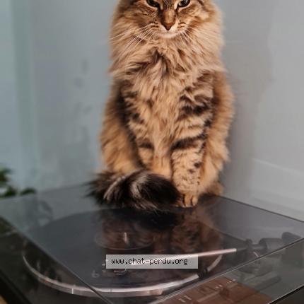 Photo 1/1 Luna Chat lost in Lyon