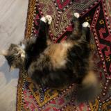 Picture of cat lost at Lyon