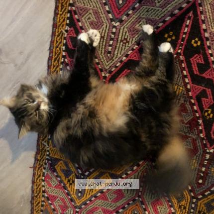 Photo 1/1 Poker Chat lost in Lyon