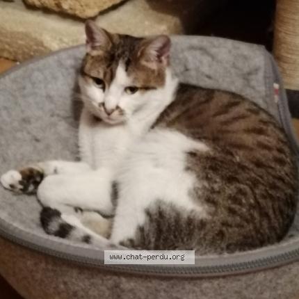 Photo 1/1 Cat reunited Lost in 93430 villetaneuse