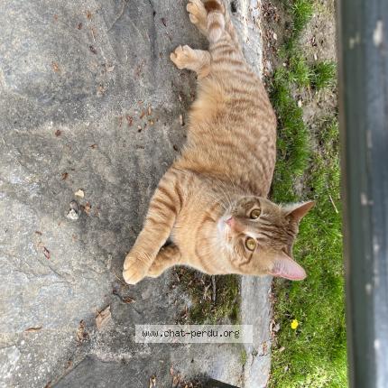 Foto 1/1 Wiedergefundene Katze Verloren in Pully
