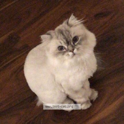 Photo 1/1 Cat reunited Lost in Ajax