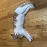 Picture of cat found at Montreal