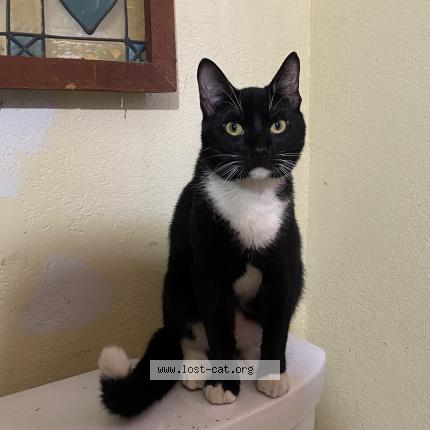 Picture of cat lost at Dallas