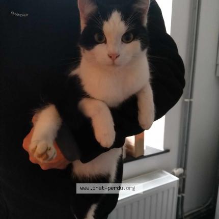 Foto van vermiste kat in Jambes
