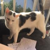 Picture of cat lost at Metz