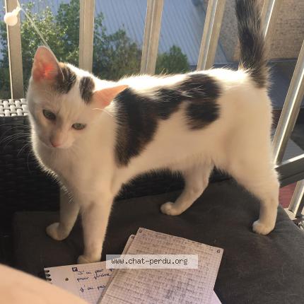 Photo 1/1 Cat reunited Lost in Metz