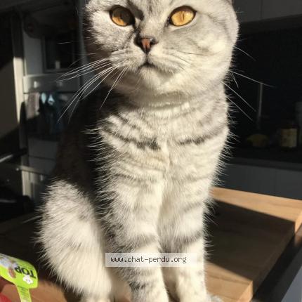 Foto 1/1 Kat teruggevonden Vermist in Arlon