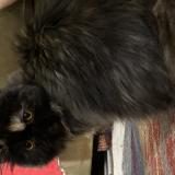 Picture of cat lost at Chatham Kent