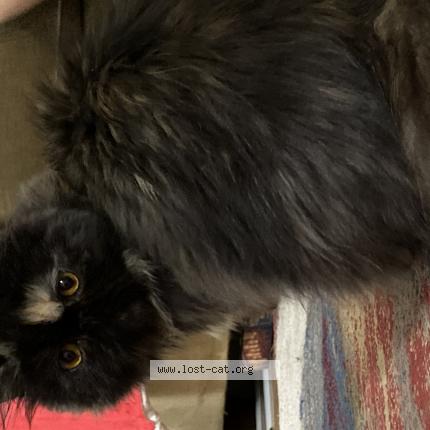 Photo 1/1 Cat reunited Lost in Chatham kent