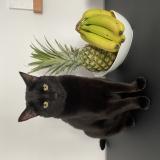 Picture of cat lost at Lasalle