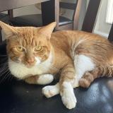 Picture of cat lost at Mississauga